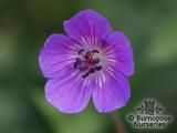 GERANIUM wallichianum 'Buxton's Variety' 